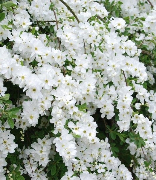Exochorda racemosa 'Niagara'
